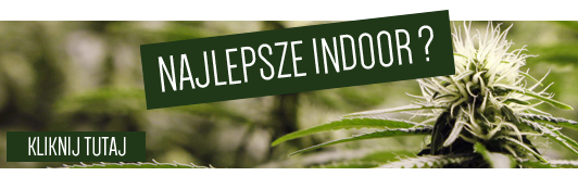Najlepsze odmiany indoor